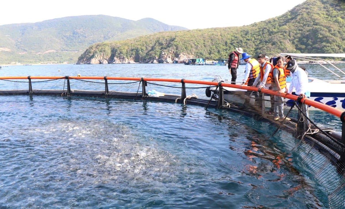 Thời gian qua, Trung tâm Khuyến nông tỉnh Khánh Hòa đã giúp ngư dân chuyển đổi lồng HDPE để vươn khơi. Ảnh: KS.
