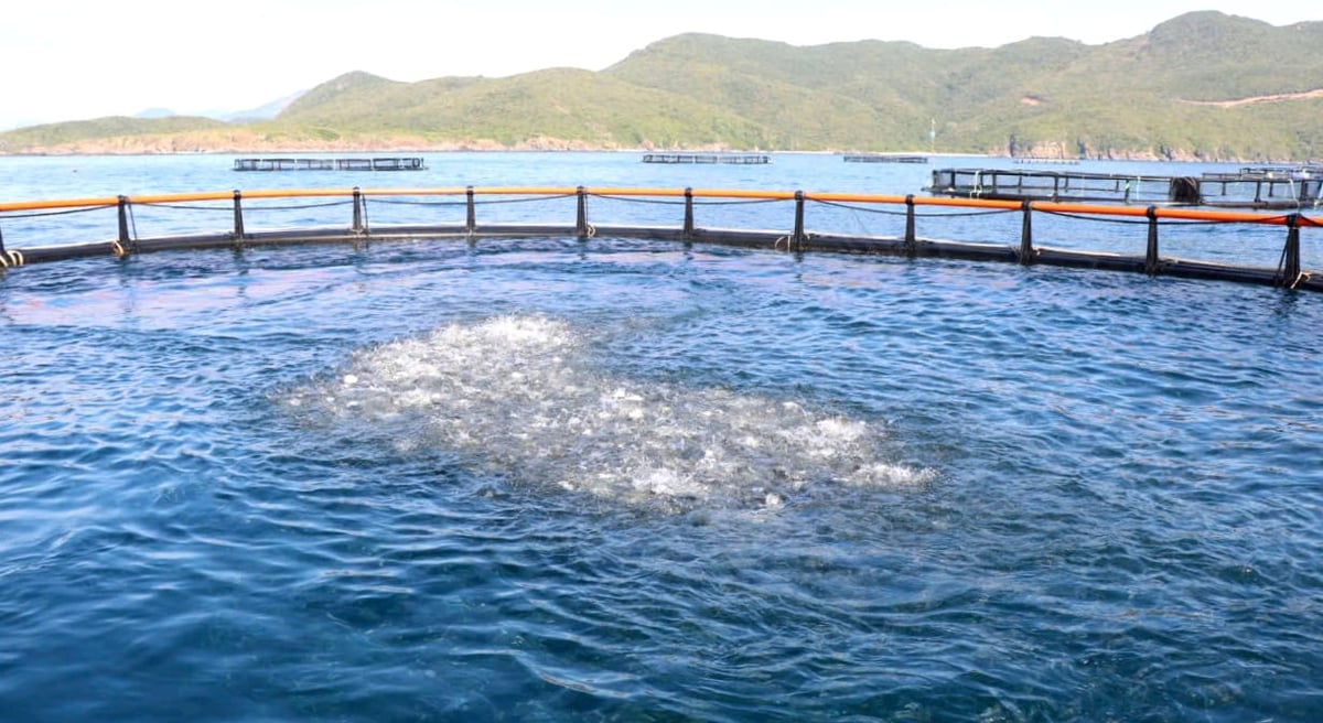 Từ mô hình khuyến nông ban đầu, hiện người dân Khánh Hòa đã chuyển đổi sang lồng HDPE để nuôi cá biển rất nhiều. Ảnh: KS.