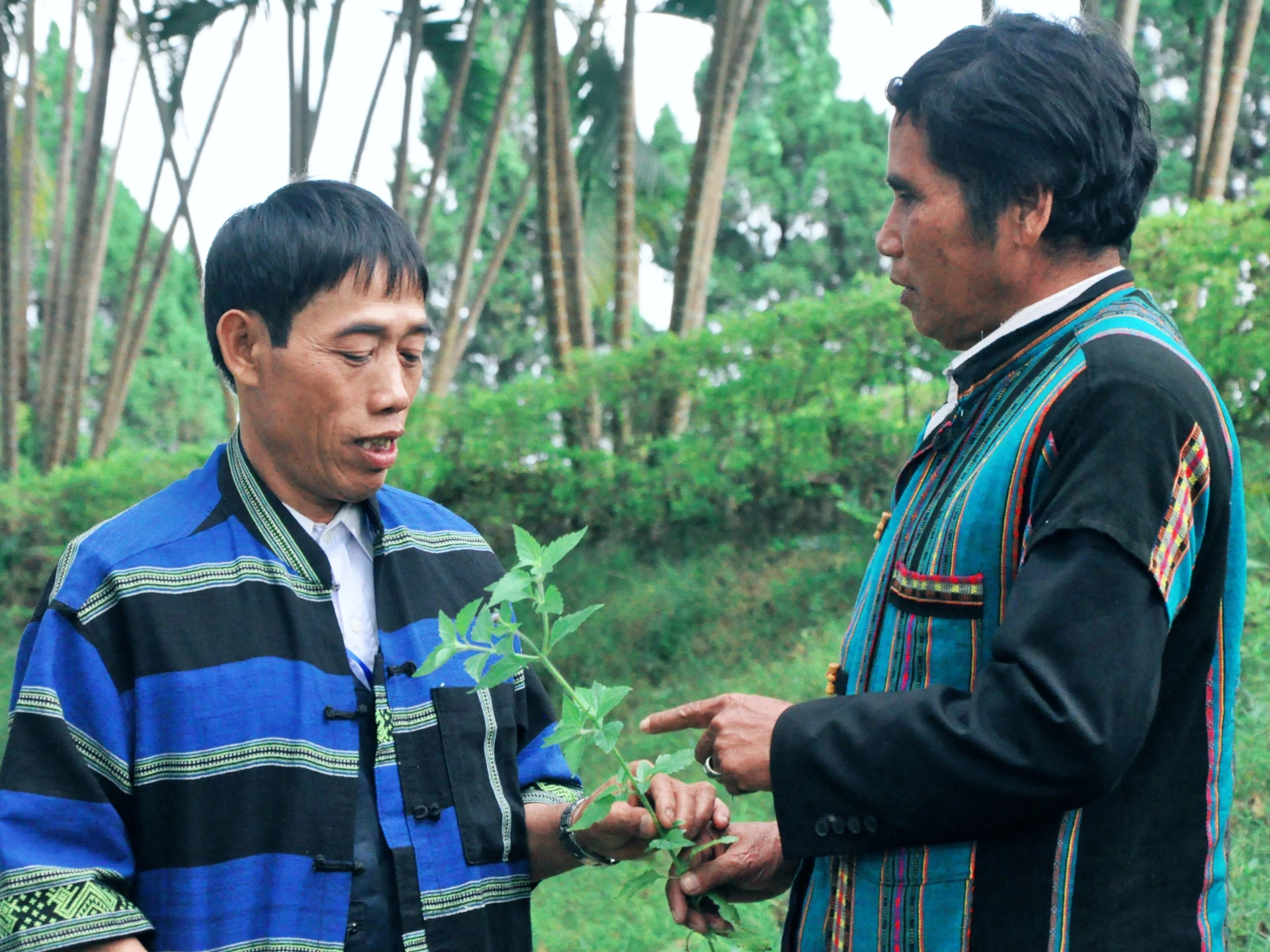 Traditional healers in the highlands share valuable remedies and medicinal plants with each other - Photo: Q.H