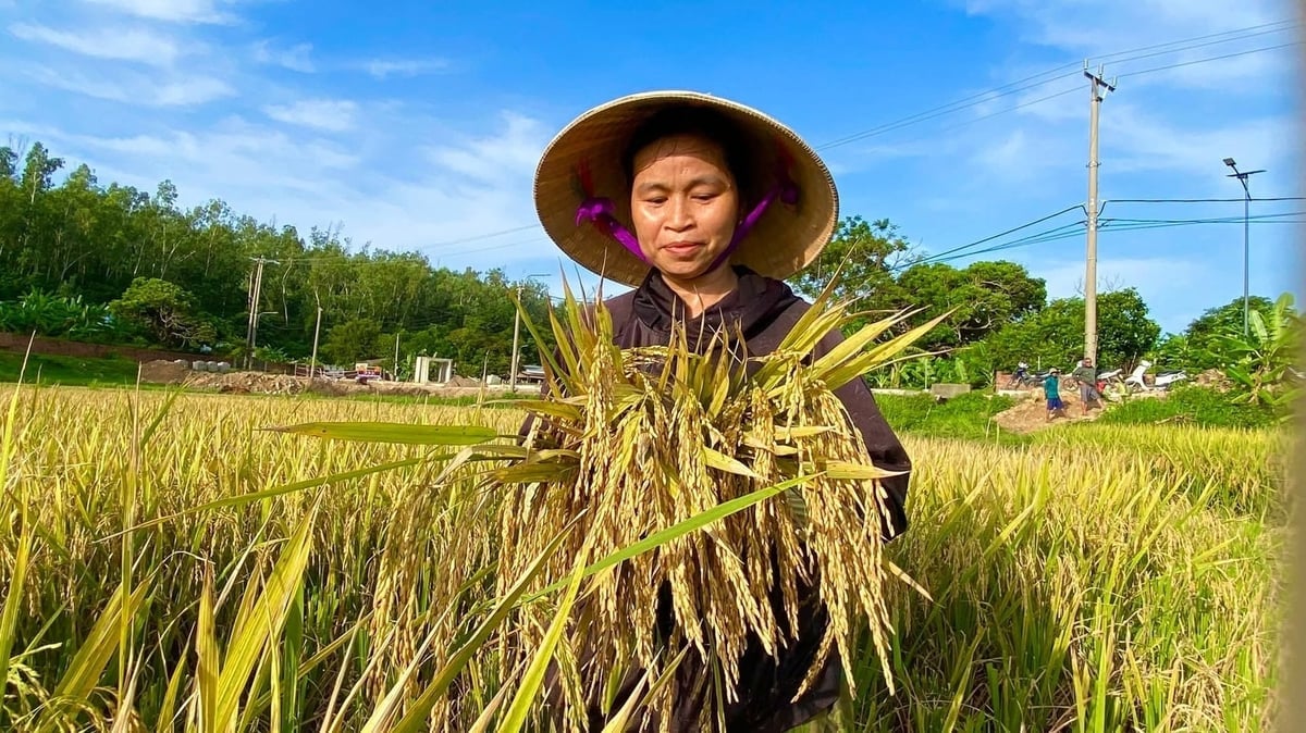 Nông dân đảo Cô Tô bắt đầu vào mùa gặt. Ảnh: Thu Báu. 