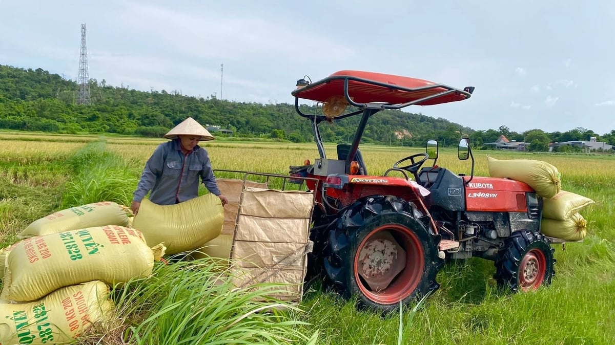 Nông dân thu hoạch lúa. Ảnh: Thu Báu. 