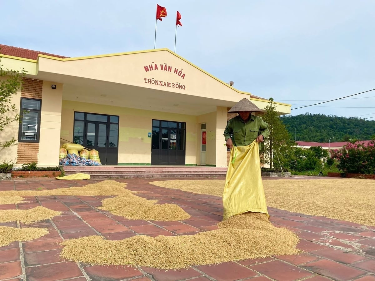 Bà con nông dân phơi thóc trong sân nhà văn hóa. Ảnh: Thu Báu. 