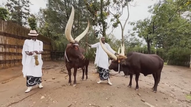 روانڈا میں لمبے سینگ والے مویشیوں کا لاڈ پیار کیا جاتا ہے - تصویر 1۔