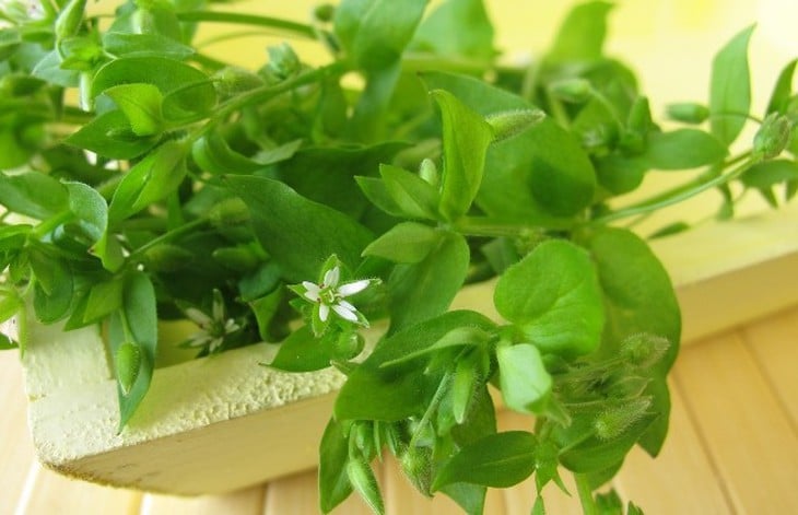 پتانسیل زیبایی گیاه Houttuynia cordata (گیاه خار ماهی) - تصویر ۱.