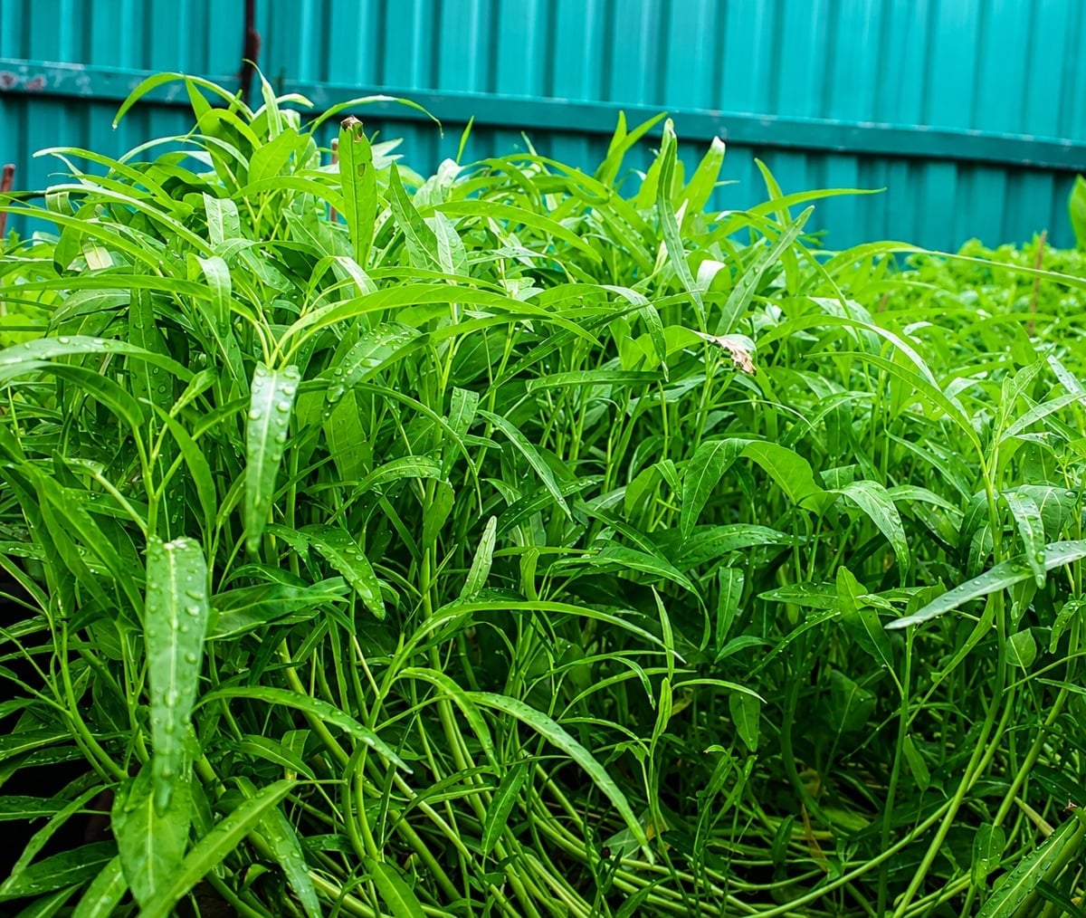 Vạt rau 'luống tuổi' ở Tiên Nữ. Ảnh: Việt Hải.
