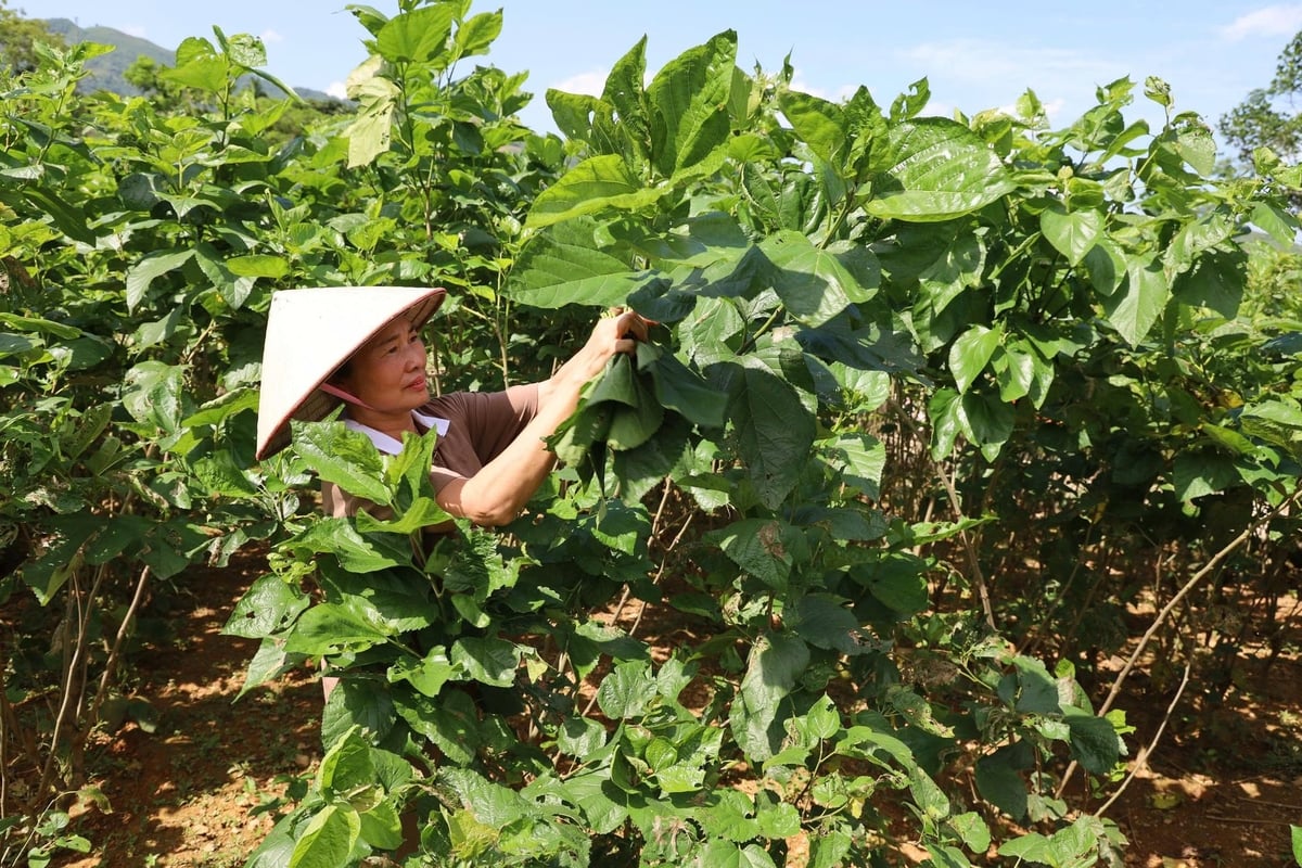 Trời nắng nóng nên người dân tranh thủ đi hái lá dâu từ sáng sớm để kịp cho tằm ăn. Ảnh: Thanh Ngà.