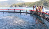 Cùng ngư dân chuyển đổi lồng HDPE vươn khơi