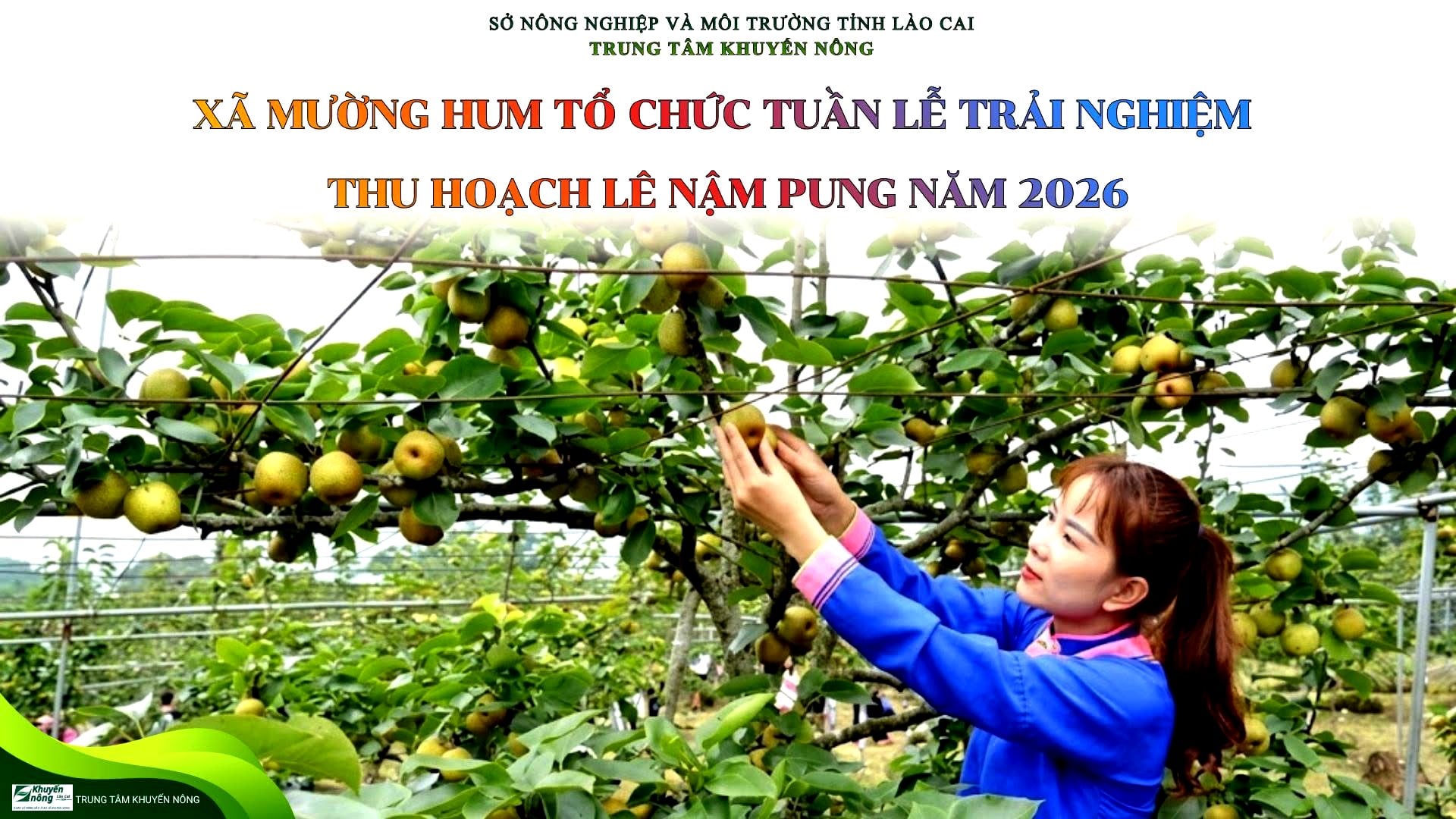 Lễ hội lê Nậm Pung 2026