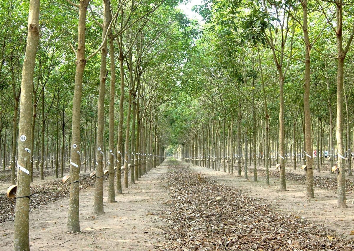 81% diện tích cao su của VRG đã có đủ hồ sơ minh chứng theo quy định của EUDR. Ảnh: VRG.