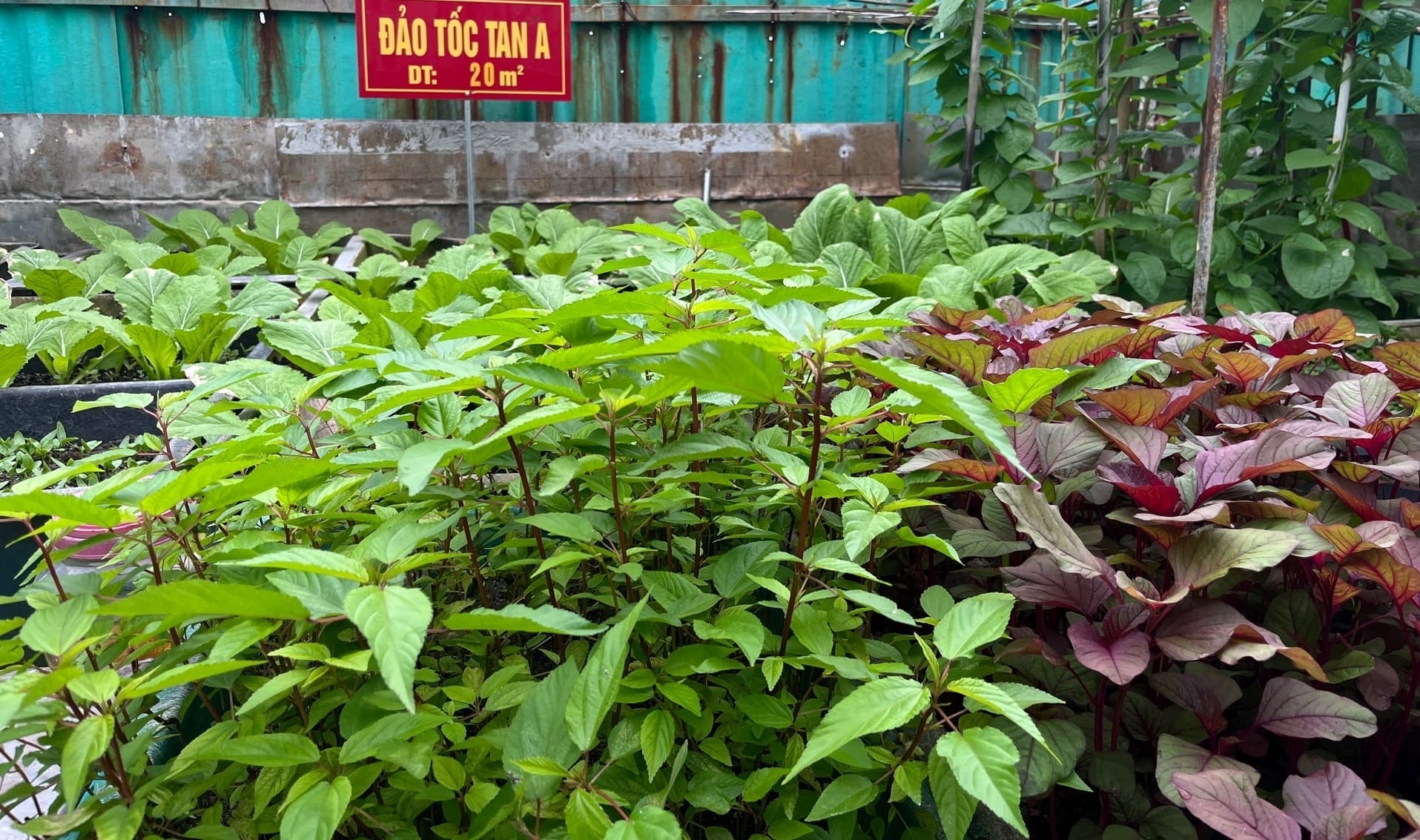 Rau trên đảo Tốc Tan A. Ảnh: Xuân Thủy.