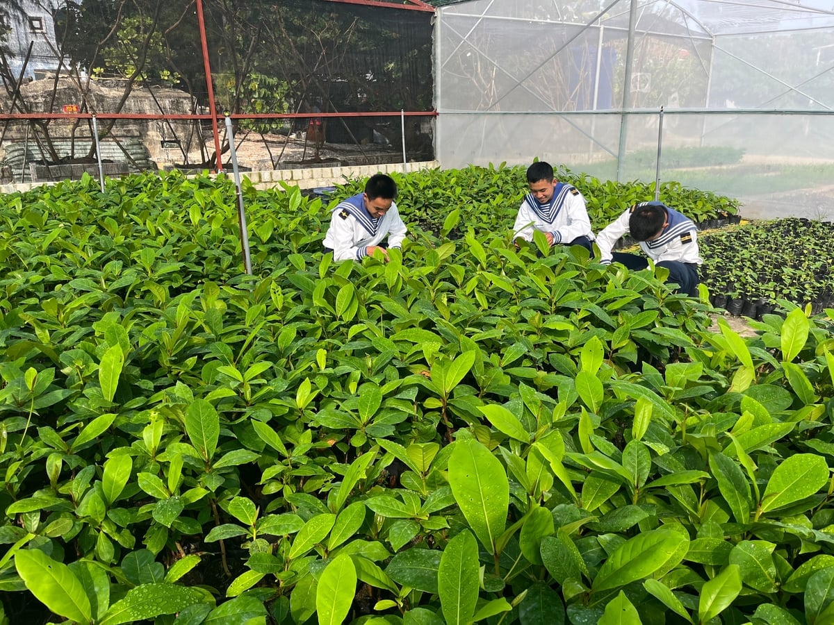 Vườn ươm cây giống ở Trường Sa. Ảnh: Xuân Thủy.