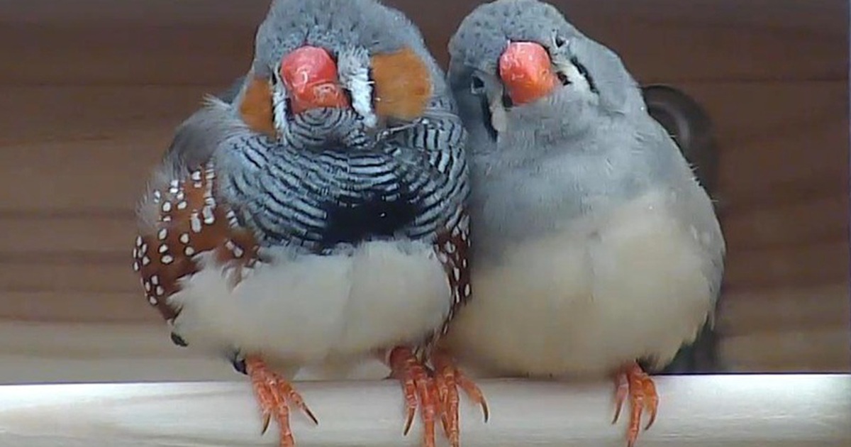 AI decodeert met succes vogelgeluiden; zullen mensen binnenkort met dieren kunnen communiceren?