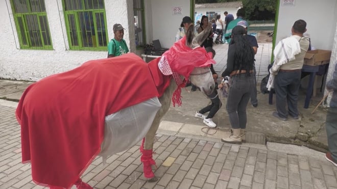 مهرجان الحمير النابض بالحياة في كولومبيا - الصورة 3.