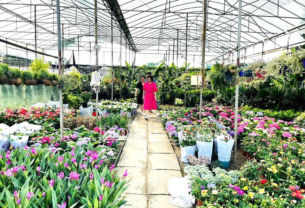 Du khách tham quan, trải nghiệm vườn hoa, cây cảnh tại xã Phụng Công.