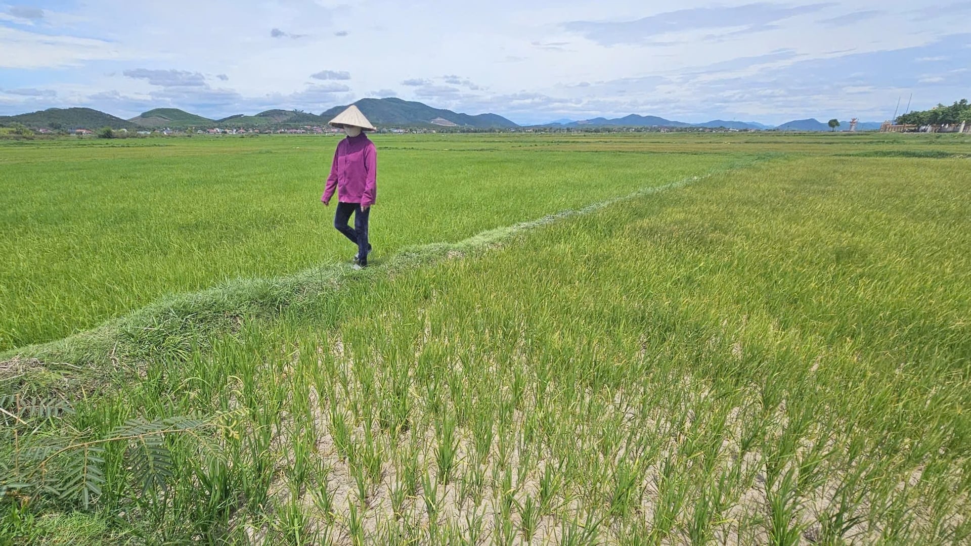 Ladang yang dilanda kekeringan di komune Bac Trach. Foto: Tam Phung. Cánh đồng khô hạn tại xã Bắc Trạch. Ảnh: Tâm Phùng.
