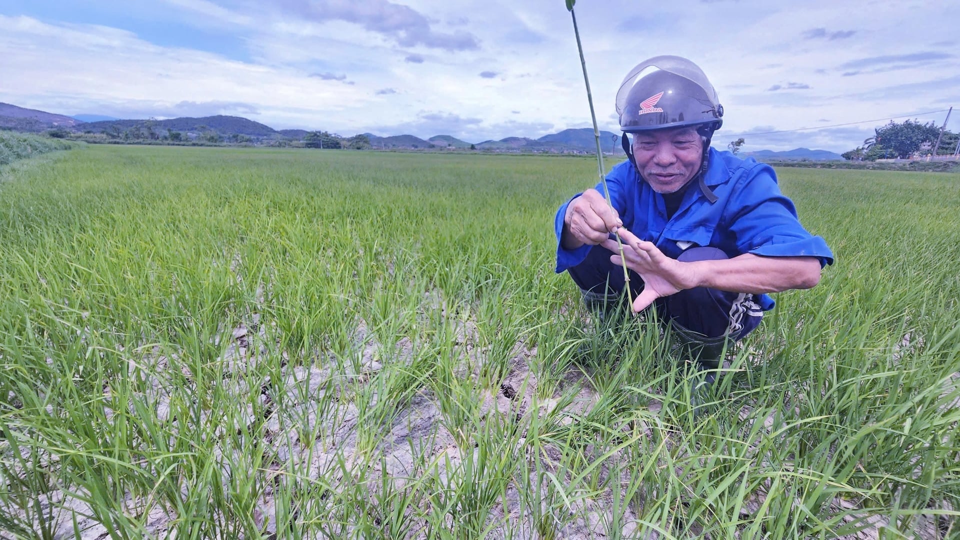 Bapak Nguyen Duy Huynh: 'Retakan di sawah lebih dalam dari rentang tangan orang dewasa.' Foto: Tam Phung. Ông Nguyễn Duy Huỳnh: 'Vết nứt nẻ trên ruộng đã sâu hơn gang tay người lớn'. Ảnh: Tâm Phùng.