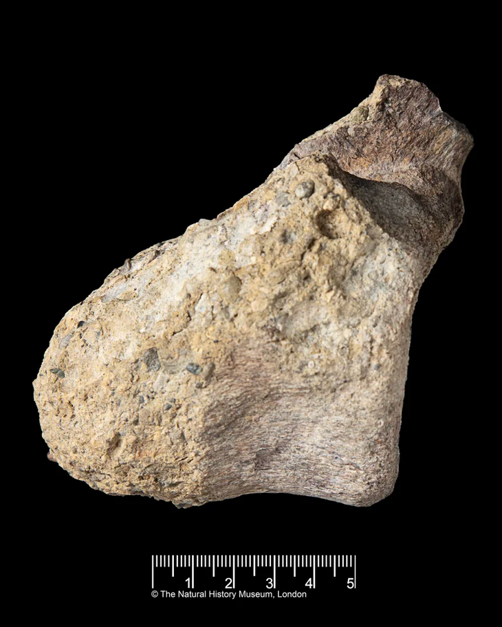 40年間忘れ去られていた化石が、南極大陸で発見された最初の恐竜である