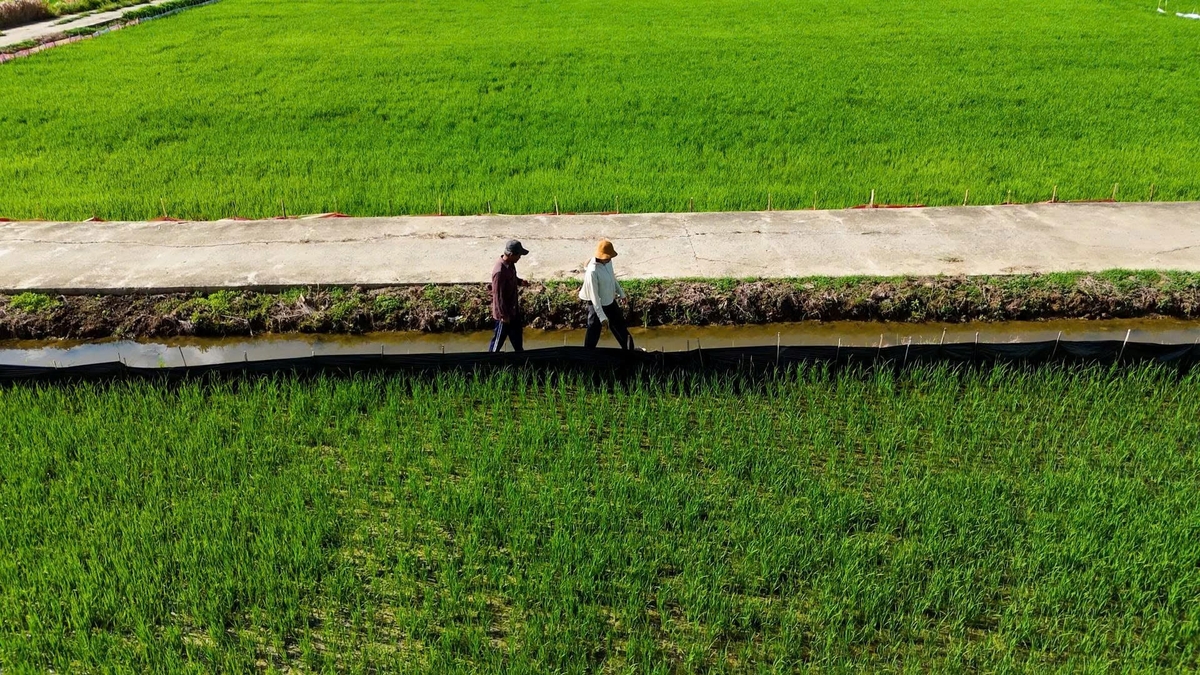 Nhiều mô hình sản xuất an toàn được Khuyến nông Đà Nẵng triển khai, giúp nông dân đổi thay cách nghĩ, cách làm. Ảnh: L.A.
