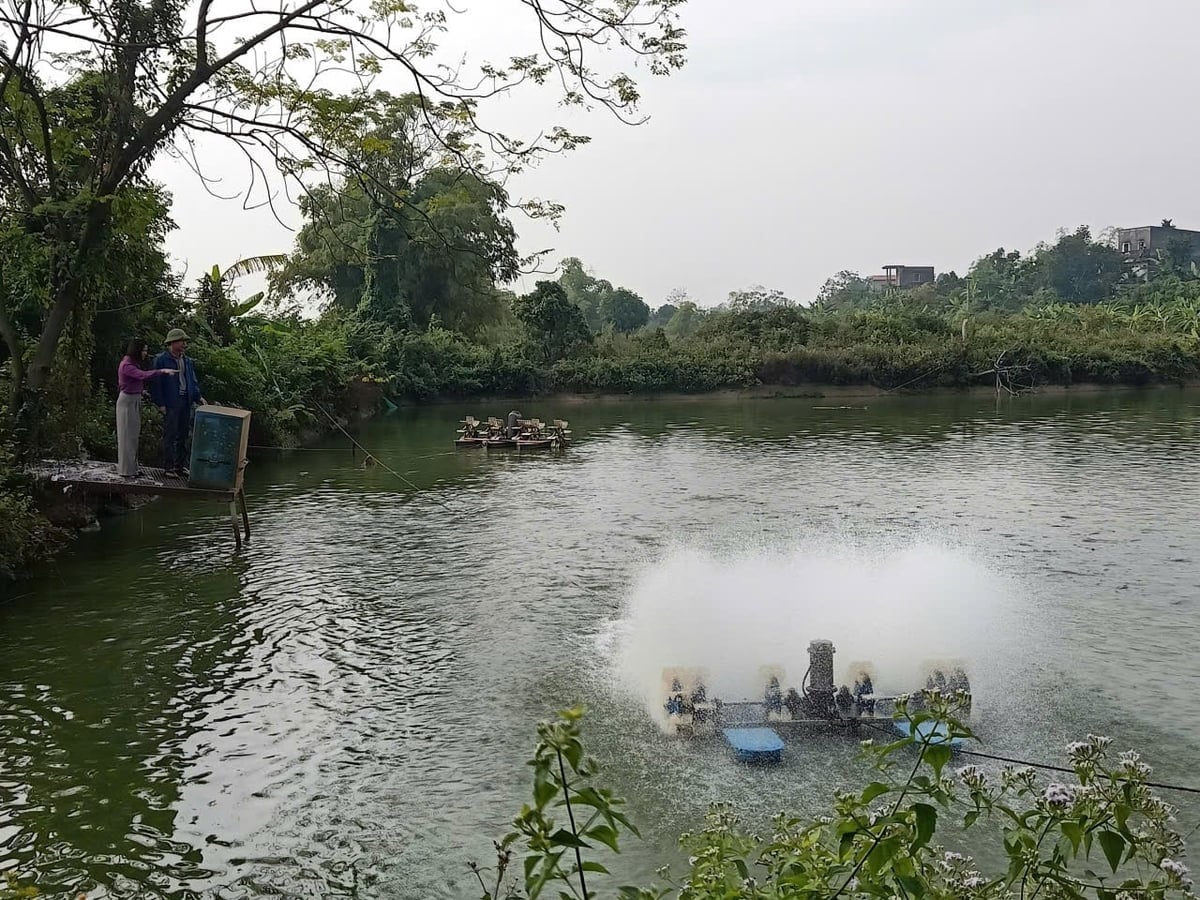 Com aeradores de água e alimentadores automáticos devidamente controlados, os peixes recebem a quantidade certa de oxigênio e alimento, resultando em um ambiente mais estável no lago. Foto: Pham Minh. Hệ thống quạt nước, máy cho ăn tự động được điều khiển hợp lý, cá được cung cấp oxy, thức ăn đúng nhu cầu, môi trường ao nuôi ổn định hơn. Ảnh: Phạm Minh.
