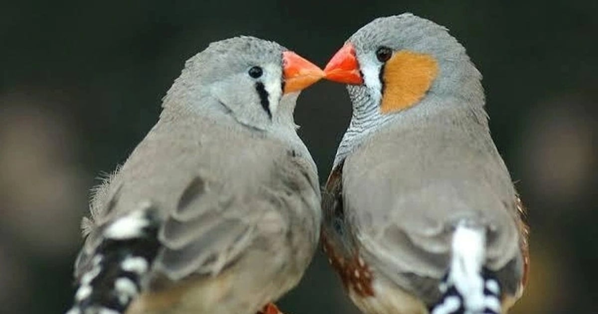인공지능이 새소리를 해독했는데, 인간은 언제 동물과 "대화"할 수 있을까요?