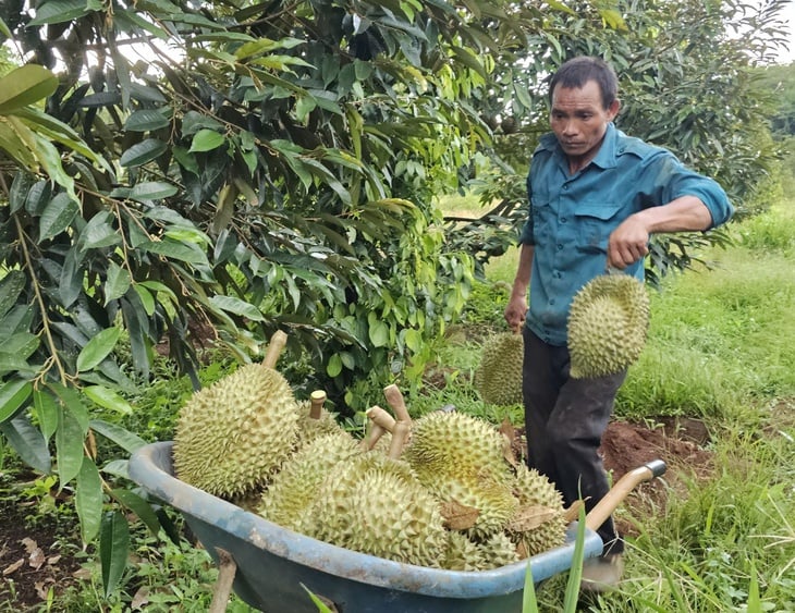 Durian fiyatları hızla düşüyor, tüccarlar kaçıyor ve çiftçiler çaresiz durumda - Fotoğraf 1.