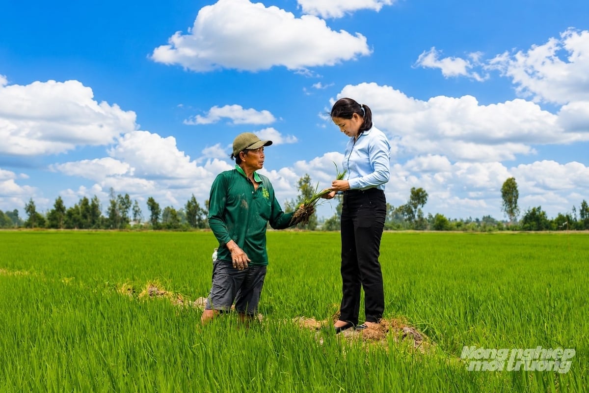 Cán bộ khuyến nông cơ sở Đoàn Thị Hải thường xuyên thăm đồng cùng nông dân để tư vấn kỹ thuật, hướng dẫn sản xuất. Ảnh: Trung Chánh.
