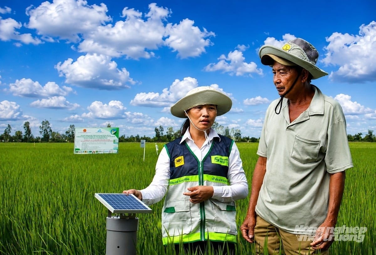 Khuyến nông viên Đoàn Thị Hải thuộc Trung tâm Dịch vụ tổng hợp xã Tân Hội cùng nông dân lội ruộng kiểm tra thiết bị cảm ứng đo mực nước trong mô hình tưới ngập - khô xen kẽ. Ảnh: Trung Chánh.