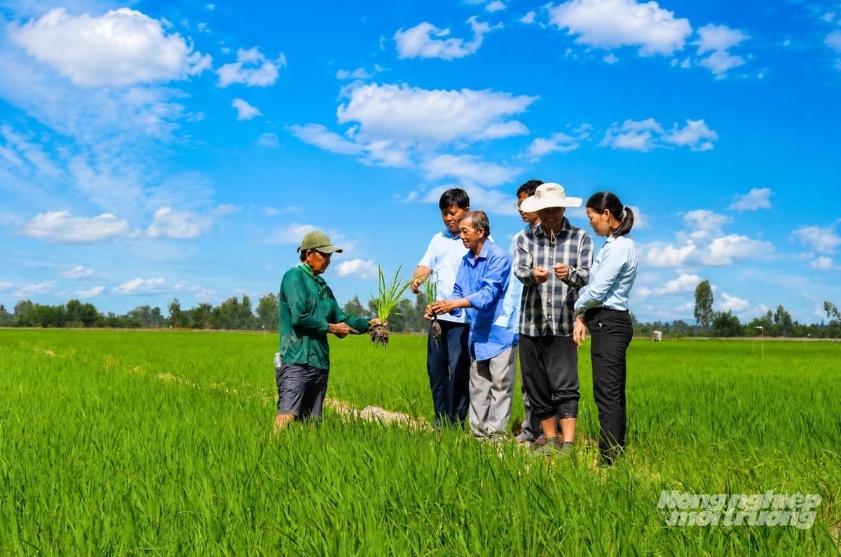 Chị Hải cùng xã viên HTX Dịch vụ nông nghiệp Thanh niên Phú Hòa thăm đồng. Ảnh: Trung Chánh.