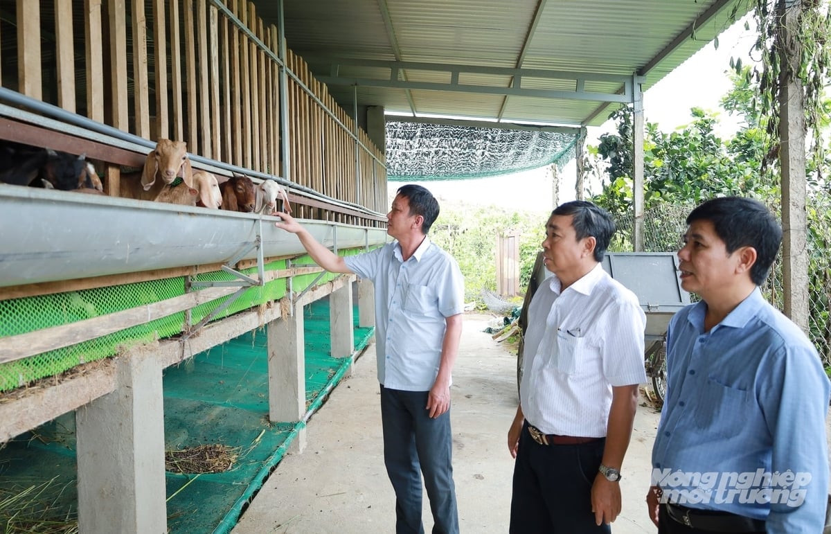 Lãnh đạo Chi cục Chăn nuôi và Thú y, Trung tâm Khuyến nông tỉnh Khánh Hòa tham quan mô hình chăn nuôi dê sinh sản tại xã Trung Khánh Vĩnh. Ảnh: Phương Chi.