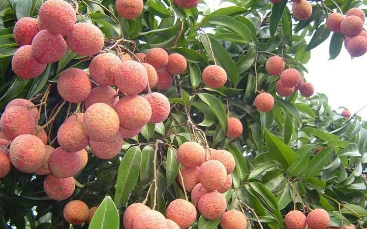 عکس: وی جی پی Ảnh: VGP