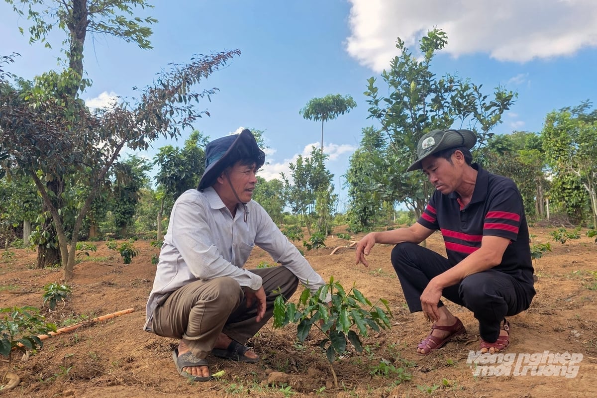 Diện tích cà phê tái canh được người dân trồng dưới các loại cây che bóng. Ảnh: Võ Dũng.