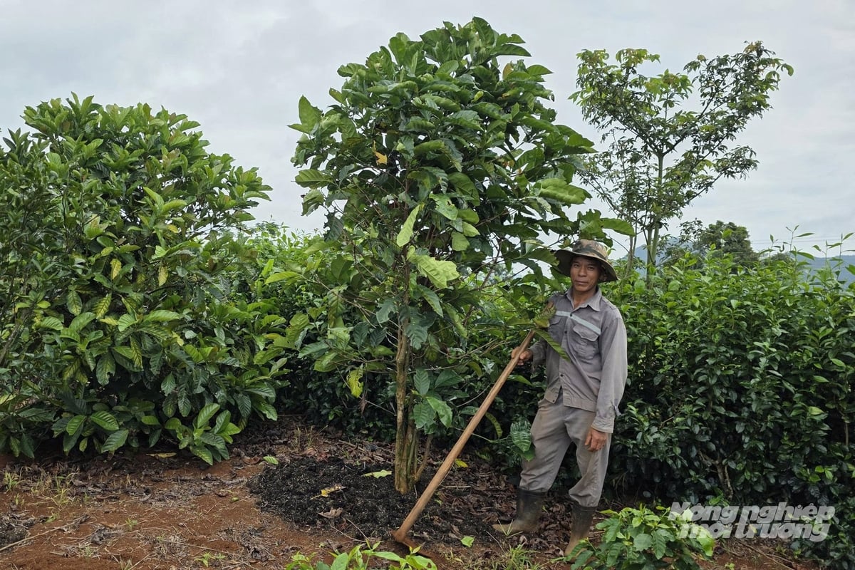Trồng cà phê dưới tán rừng giúp nông dân đa dạng hóa các nguồn thu. Ảnh: Võ Dũng.