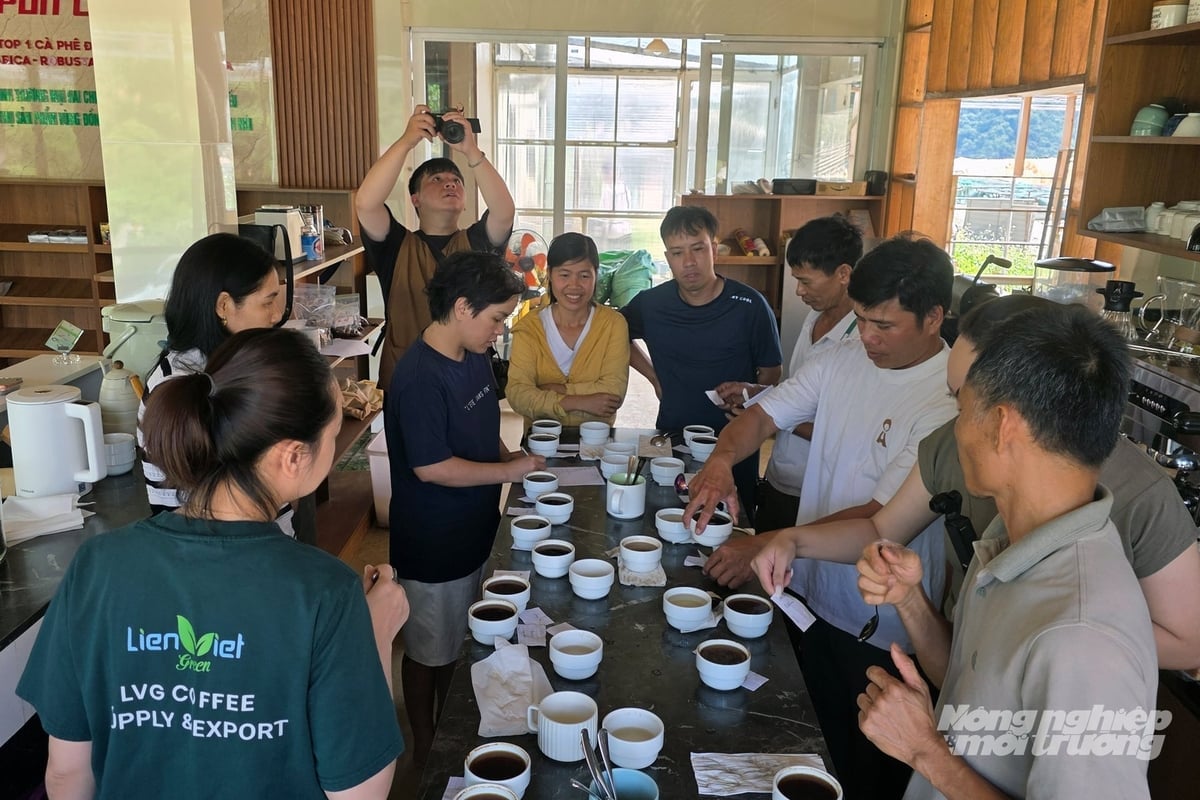 Nhiều doanh nghiệp tại Hà Nội đã vào xã Hướng Phùng để thẩm định chất lượng cà phê được trồng dưới tán rừng. Ảnh: Võ Dũng.