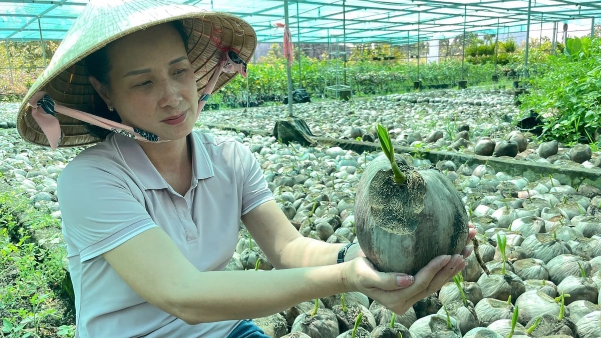 Giống dừa dứa được nhiều nông dân đánh giá cao về chất lượng. Ảnh: Trọng Linh.