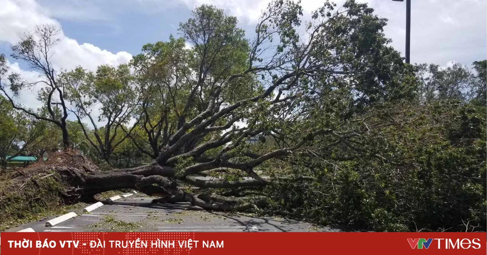 6 Cara Ampuh Mencegah Kecelakaan Pohon Tumbang Saat Musim Hujan dan Badai