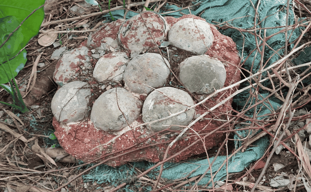 中国で完全な状態の恐竜の卵の化石が発見されたことは、驚きをもって