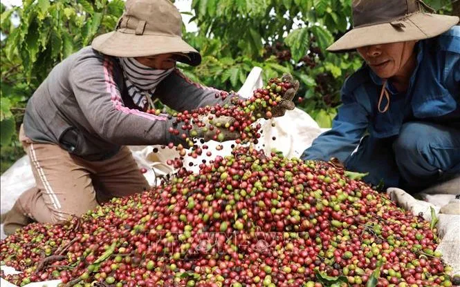 Foto: Vu Sinh/VNA Ảnh tư liệu: Vũ Sinh/TTXVN