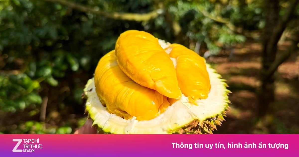 Sầu riêng Musang King rớt giá kỷ lục