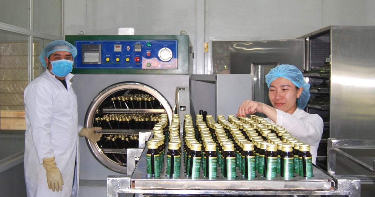 Phát huy lợi thế so sánh của cây dược liệu
