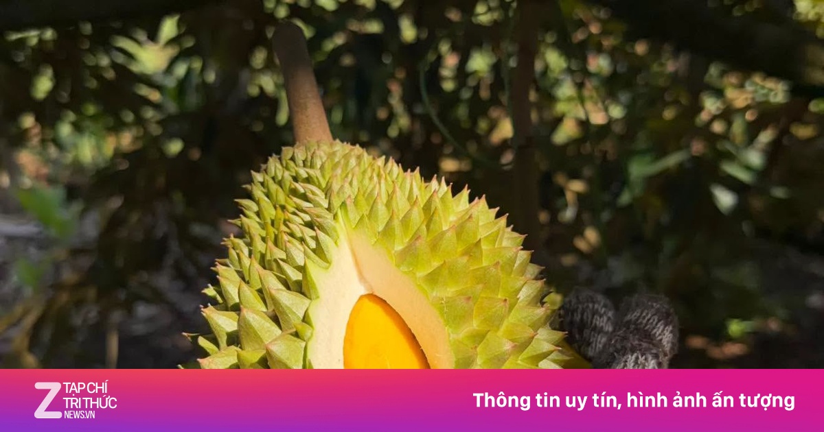Vì sao giá sầu riêng giảm 'sốc'?