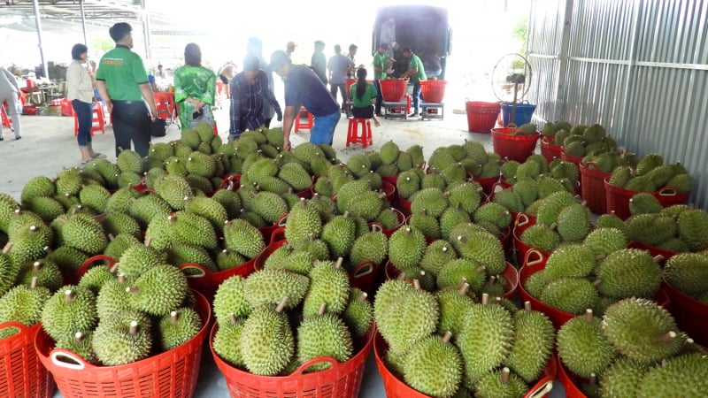 Sầu riêng Đắk Lắk chuẩn bị vào vụ lớn, thương nhân Trung Quốc chỉ rõ 3 điều quyết định xuống tiền mua lâu dài