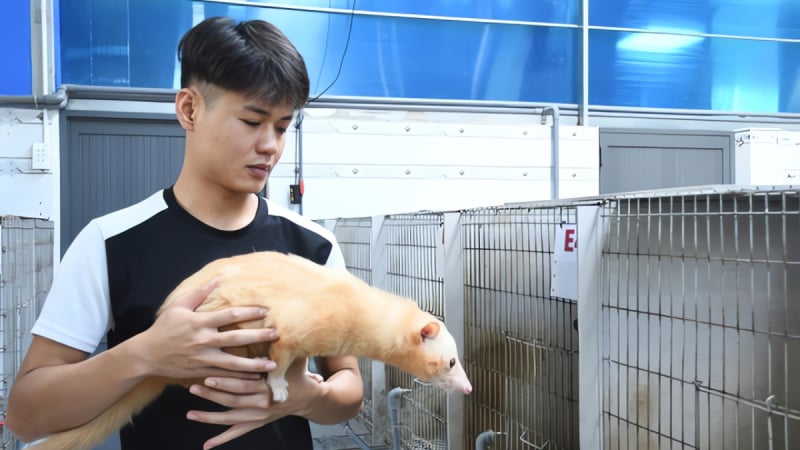 Ở Đồng Nai có một trang trại nuôi loài động vật hoang dã lạ mắt, có các con đột biến, xanh mắt ngọc, đỏ ruby