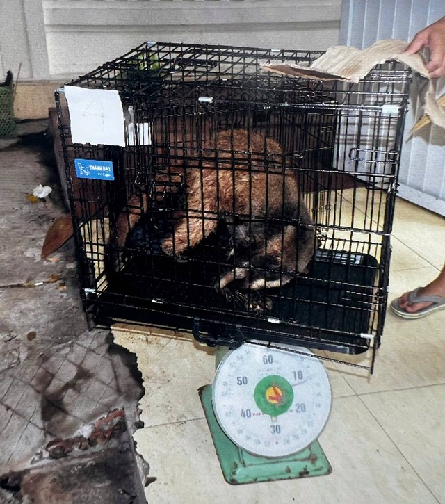 Menyelamatkan musang yang diamputasi dan musang sawit buta: Bagaimana keadaan mereka sekarang? - Foto 2.