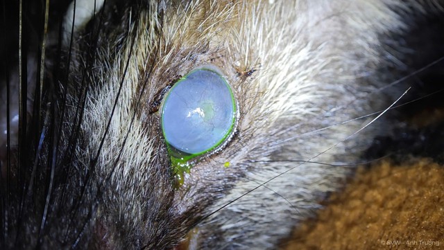 Menyelamatkan musang yang diamputasi dan musang sawit buta: Bagaimana keadaan mereka sekarang? - Foto 3.