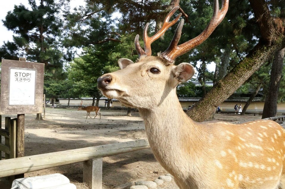 観光客による餌やり過多が原因で、日本の「神聖な鹿」の個体数が記録的