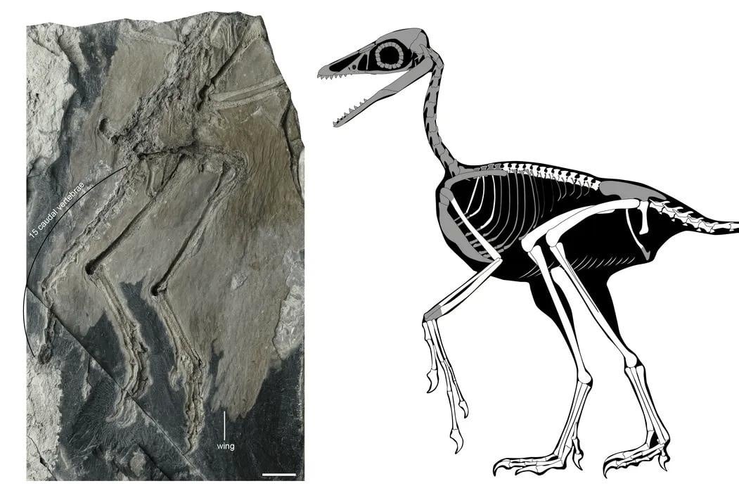 中国で発見された1億5000万年前の化石から、鳥類は恐竜から進化した