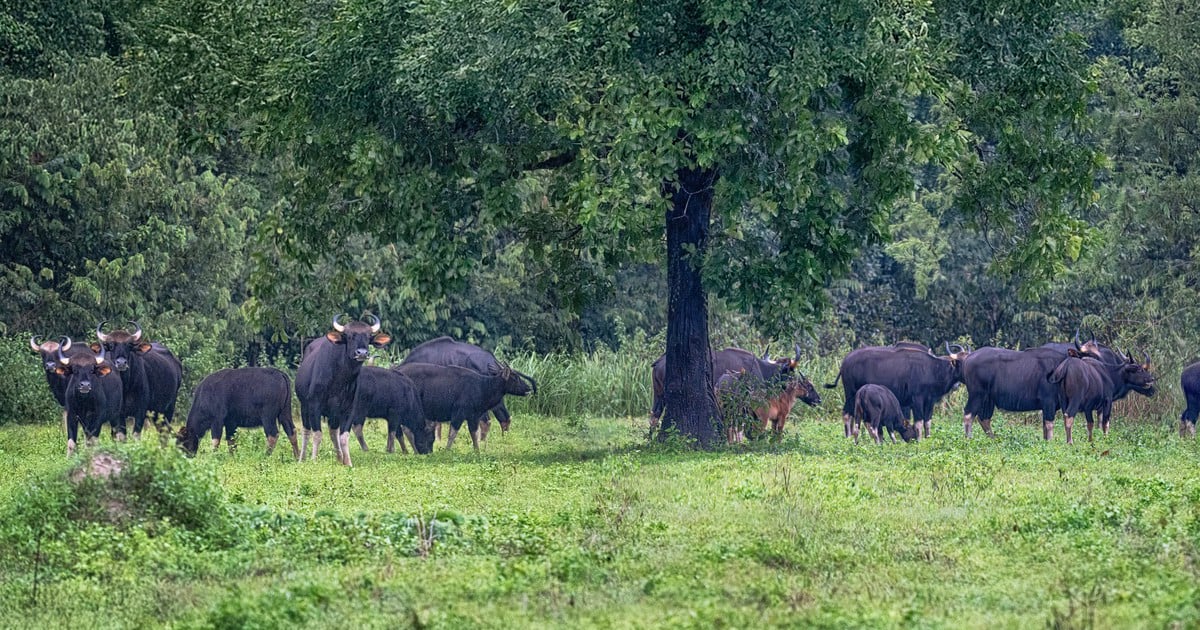 Het volgen van wilde buffels en herten in Nationaal Park Cat Tien.