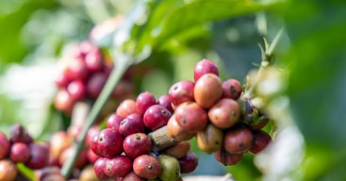 Giá cà phê hôm nay 23/7/2026: Giá nội địa giảm 2 ngày liên tiếp, robusta mất mốc 3.800 USD/tấn