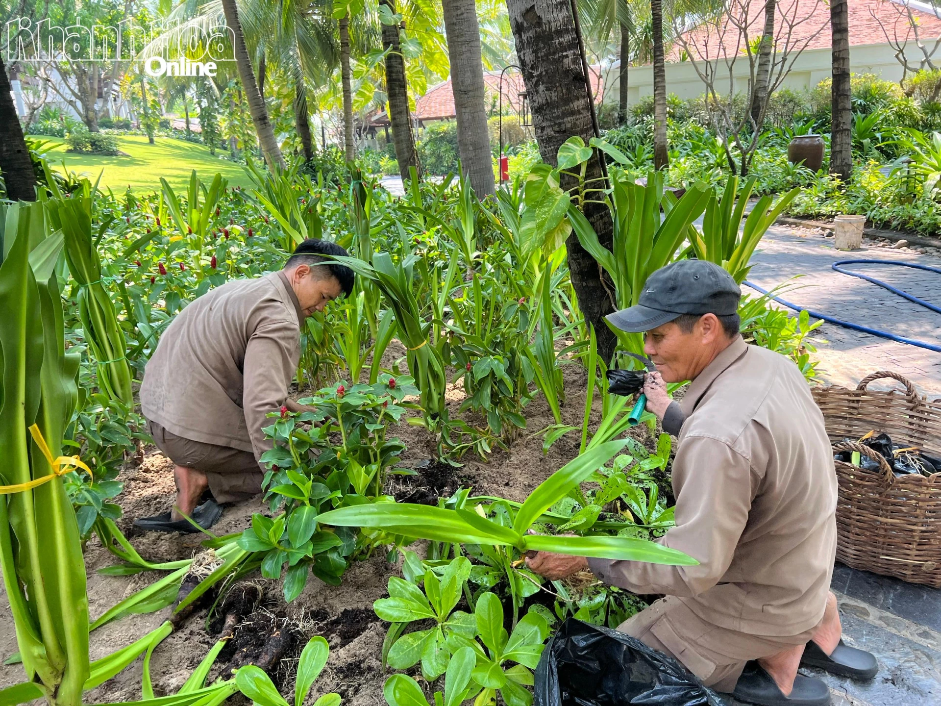 アナム財団は、植樹活動に年間10億ベトナムドンを投資することを約束し