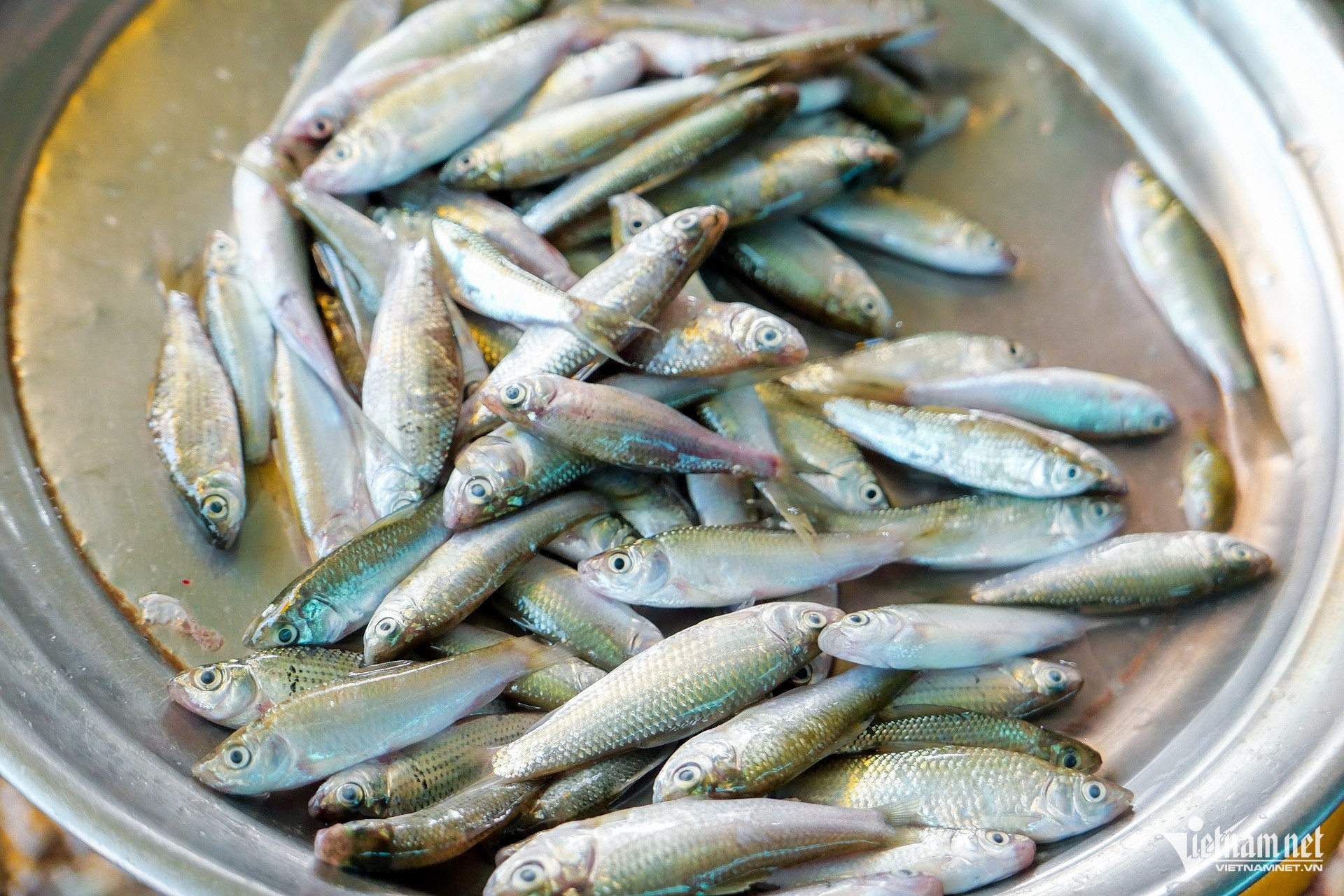 Which Specialty Dish From The Mekong Delta With Its Name Salty W Ca Linh Dac San Mien Tay 2052 857 
